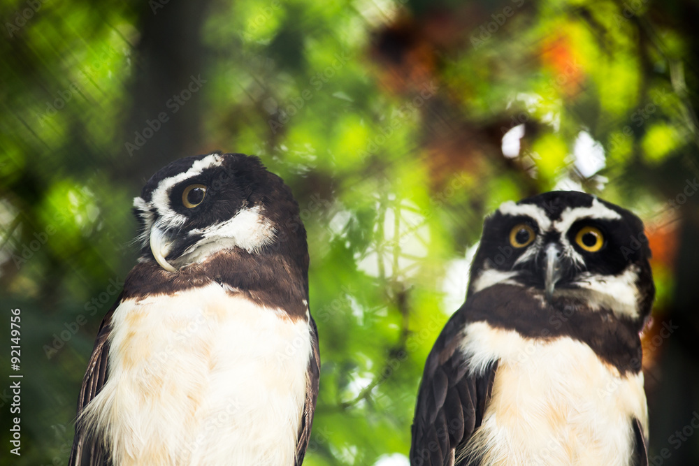 Naklejka premium Owls