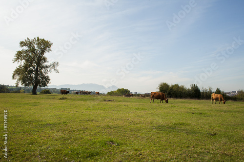 Cows in the field © javitouh