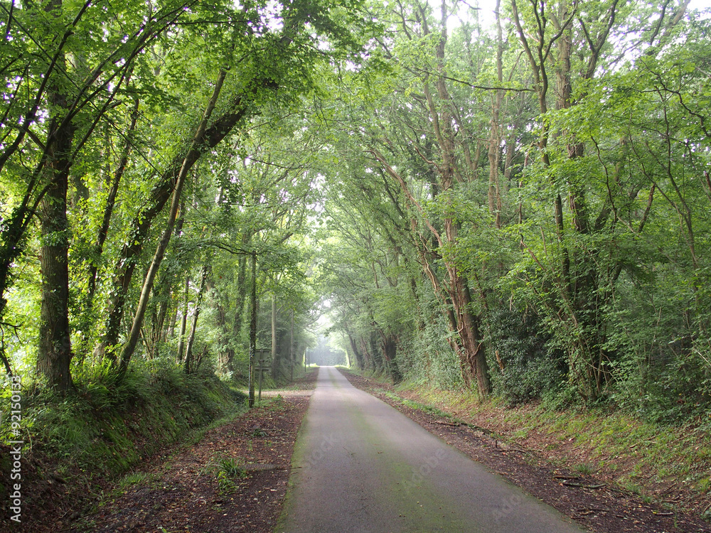 Route normande bordée d'arbres Route normande bordée d'arbres