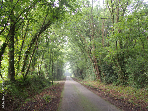 Route normande bordée d'arbres