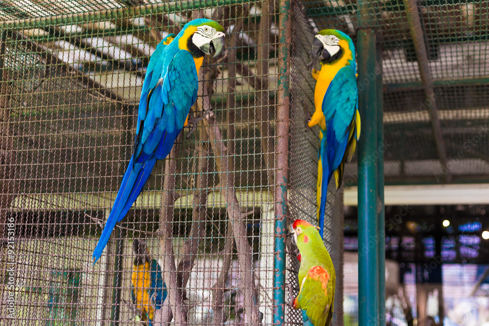 Fototapeta premium parrot bird sitting on the cage
