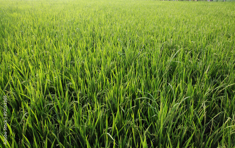 Rice plant in the field Rice plant in the field