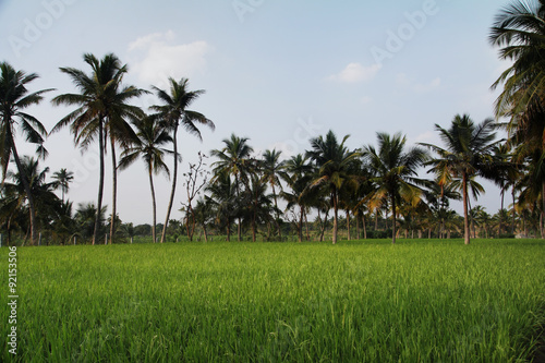 Rice field with Coconut Tree