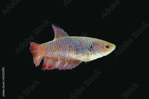 Siamese fighting fish female in the dark