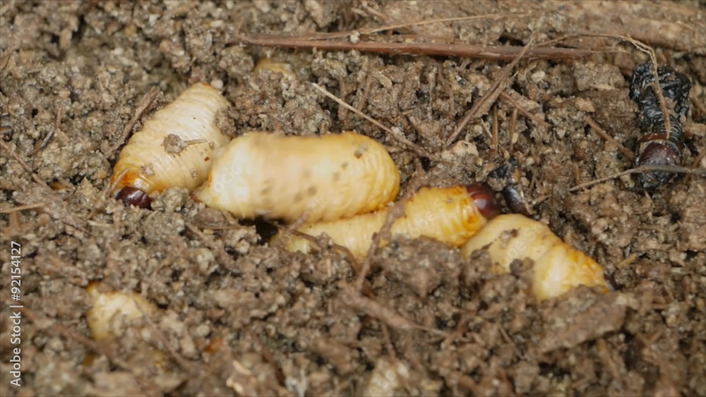 Caterpillar of red palm weevil in wood pulp breed in farm Caterpillar of red palm weevil in wood pulp breed in farm