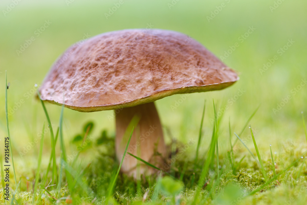steinpilz im gras steinpilz im gras