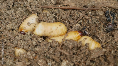 Caterpillar of red palm weevil in wood pulp breed in farm photo