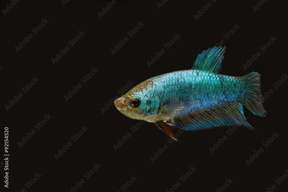 Siamese fighting fish blue color female in the dark Siamese fighting fish blue color female in the dark