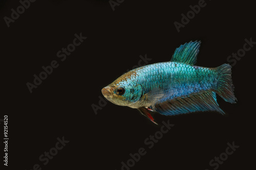 Siamese fighting fish blue color female in the dark