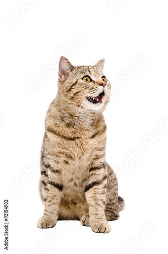 Portrait of a funny cat Scottish Straight © sonsedskaya
