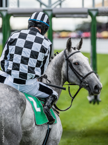 grey race horse looking back before the race