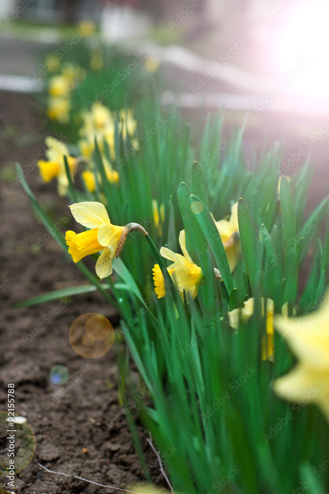 Obraz premium narcissus flowers