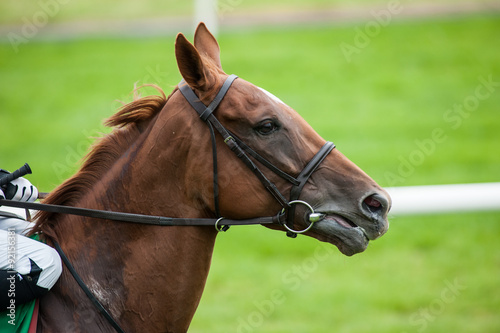close up portrait of race horse