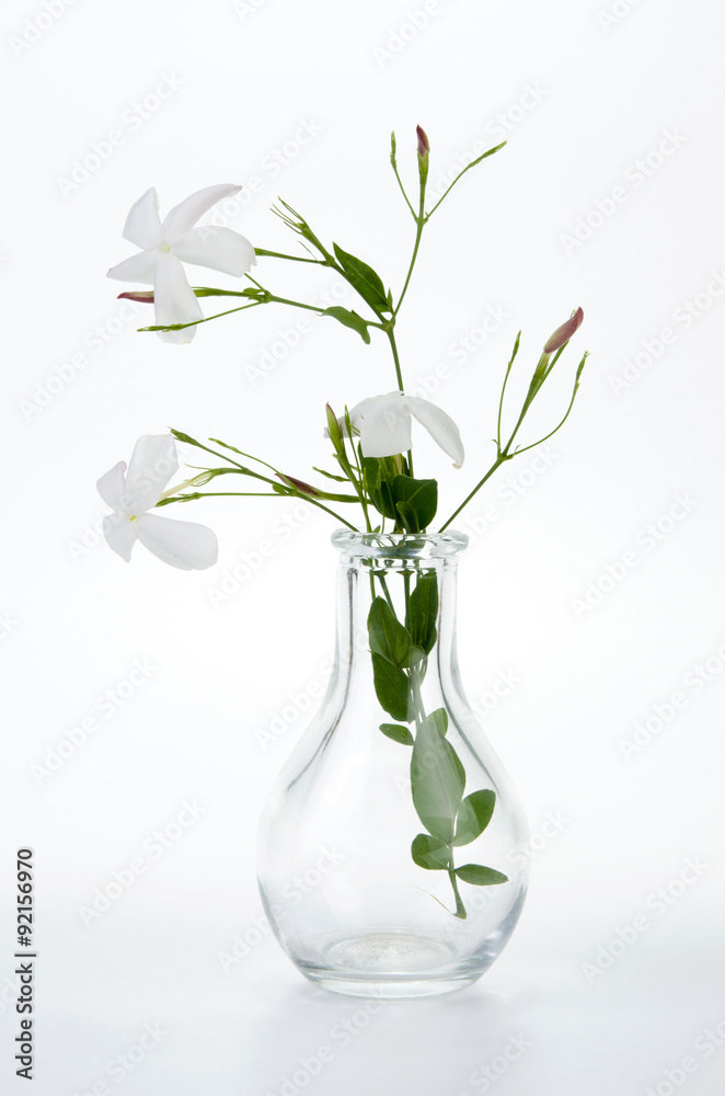 Obraz premium Jasmine in vase