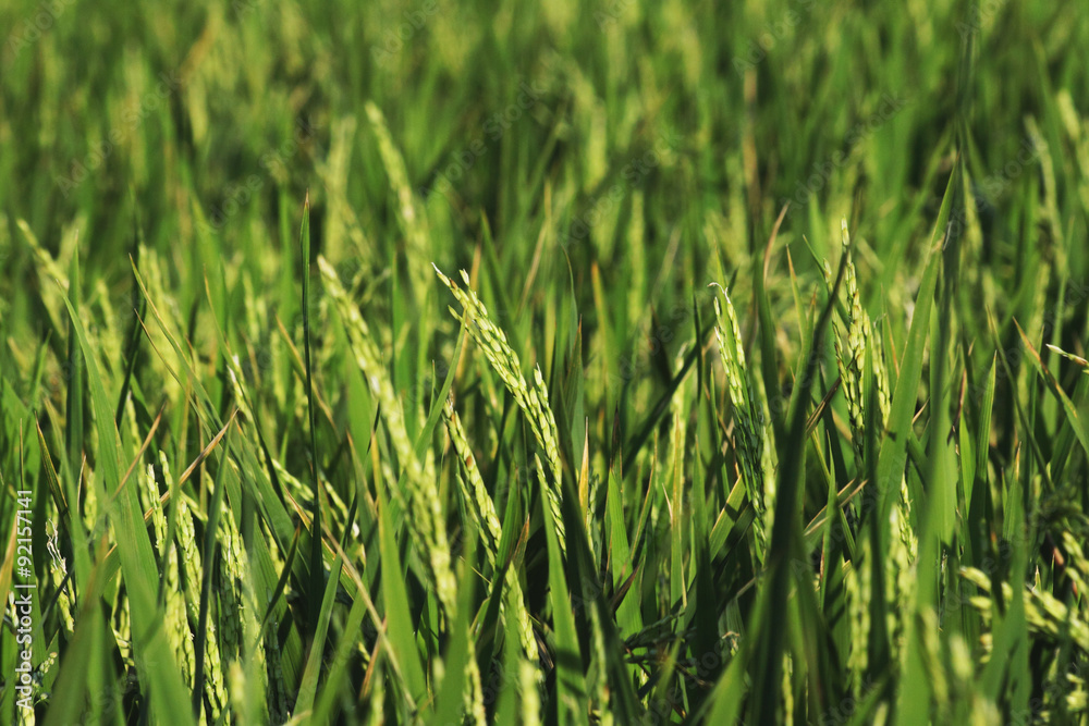 Rice plant in the field Rice plant in the field