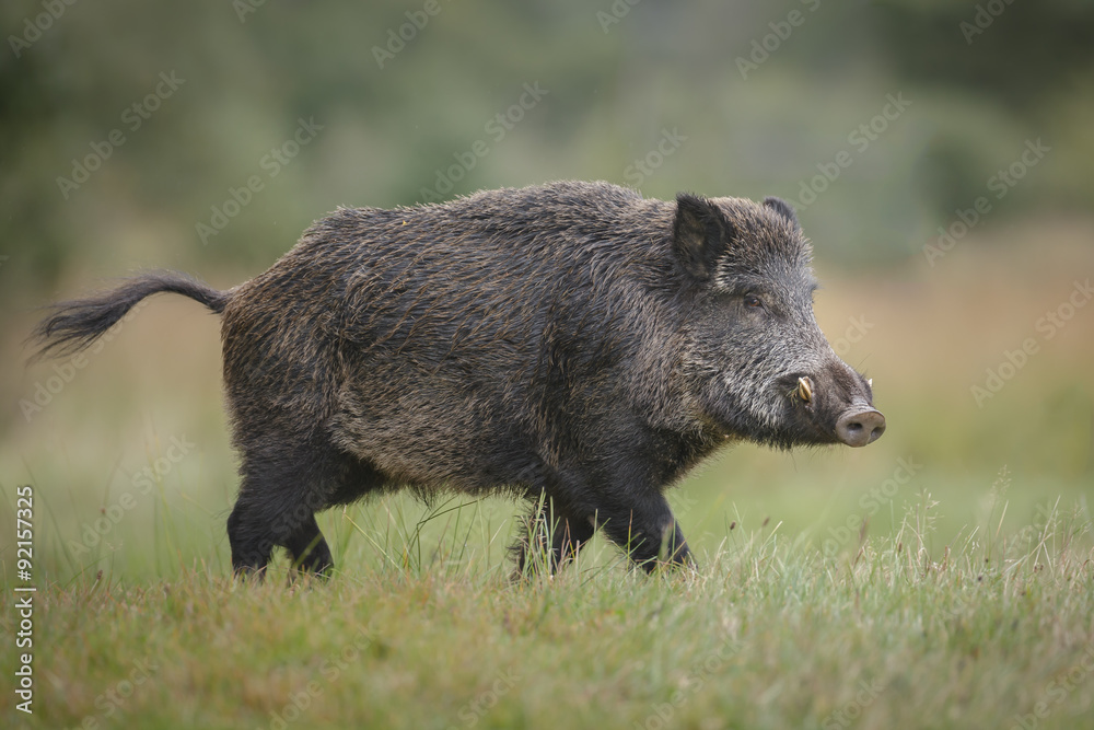 Male wild boar in autumn - obrazy, fototapety, plakaty 