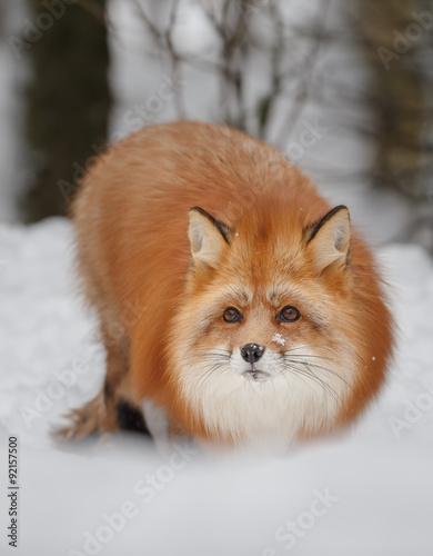 Red fox in deep winter snow © Natureimmortal