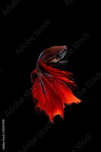 Fototapeta Naklejka Na Ścianę i Meble -  Red siamese fighting fish isolated on black background. Betta fi