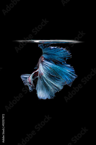 Blue siamese fighting fish isolated on black background. Betta f