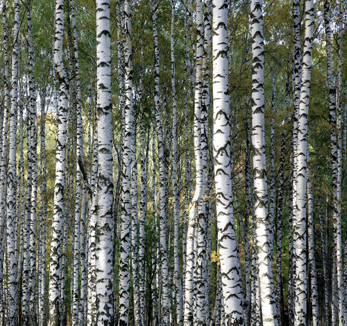 Autumn trunks birch trees