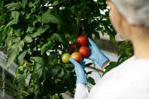 Food scientist showing tomatoes in greenhouse