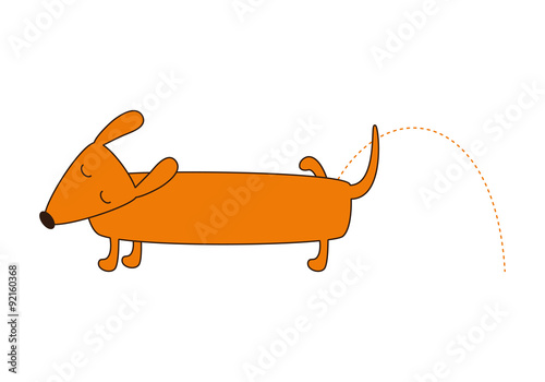 Cute pissing dachshund