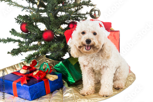 Smiling poodle puppy in Santa hat with Chrismas tree and gifts.