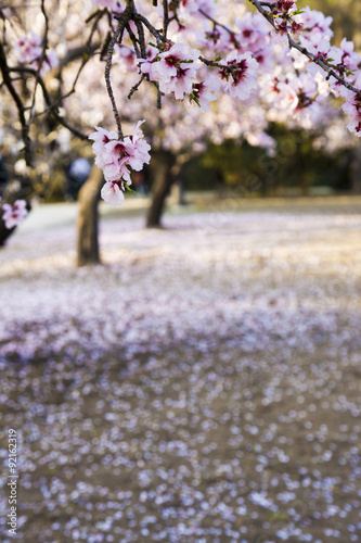 blooming trees on field in spring in the forest