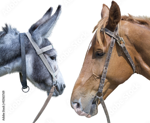 Fototapeta Naklejka Na Ścianę i Meble -  horse head against a head of a donkey