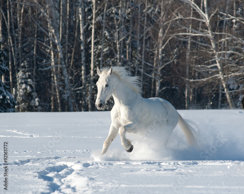Fototapeta Naklejka Na Ścianę i Meble -  White horse