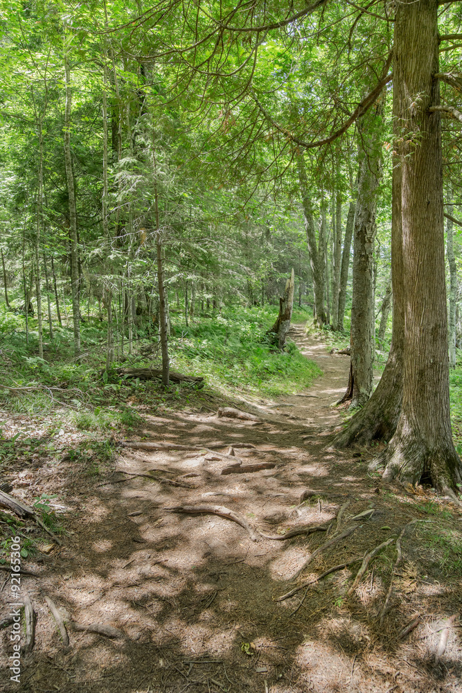 A dappled shade hiiking path leads through cedar, pine, and birt A dappled shade hiiking path leads through cedar, pine, and birt