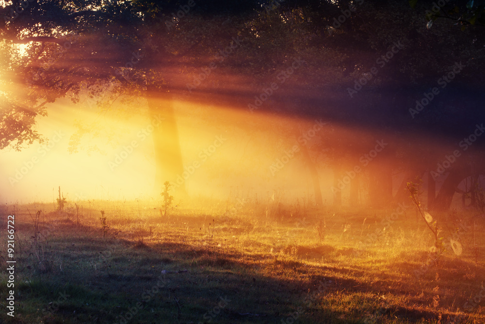Forest during sunrise in the foggy morning Forest during sunrise in the foggy morning
