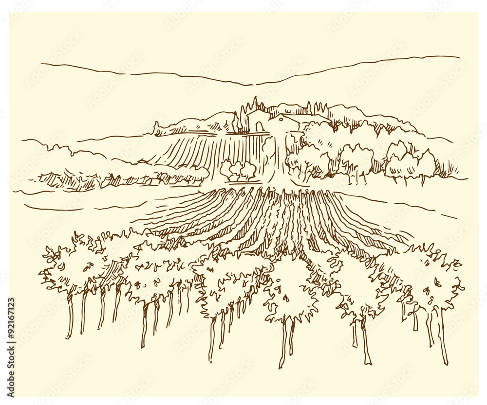 Hand made sketch grape fields and vineyards.