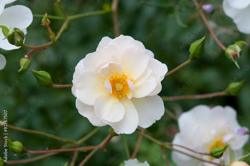 Rosen im Garten, weiß und zart