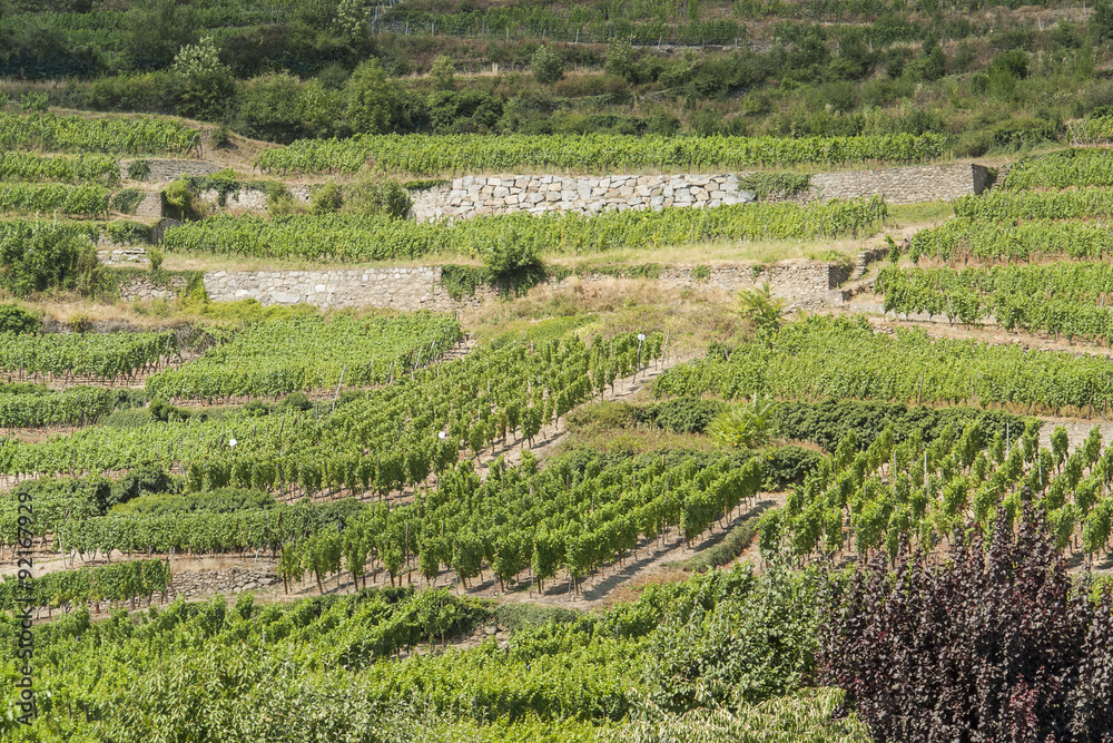 vineyards around Kaysersberg