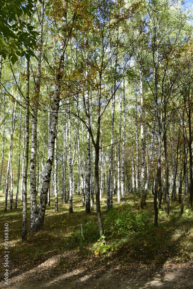 Obraz premium золотая осень