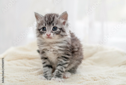Fototapeta Naklejka Na Ścianę i Meble -  Серый пушистый котенок
