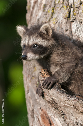 Young Raccoon (Procyon lotor) Looks out From Tree