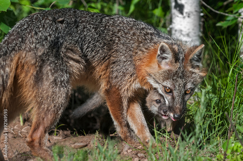 Grey Fox Vixen  Urocyon cinereoargenteus  and Kit