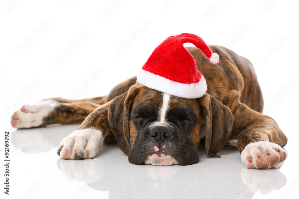 Schlafender Welpe mit Weihnachtsmütze