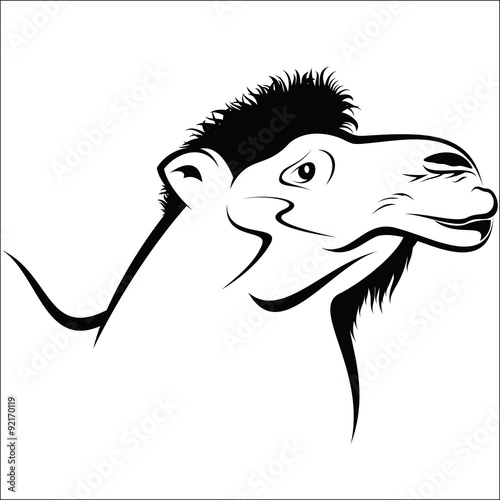 Camel