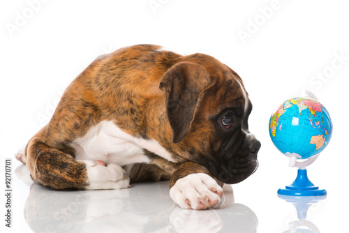 Fototapeta Naklejka Na Ścianę i Meble -  Welpe erkundet die Welt