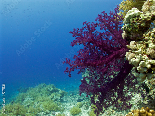 coral reef seascape