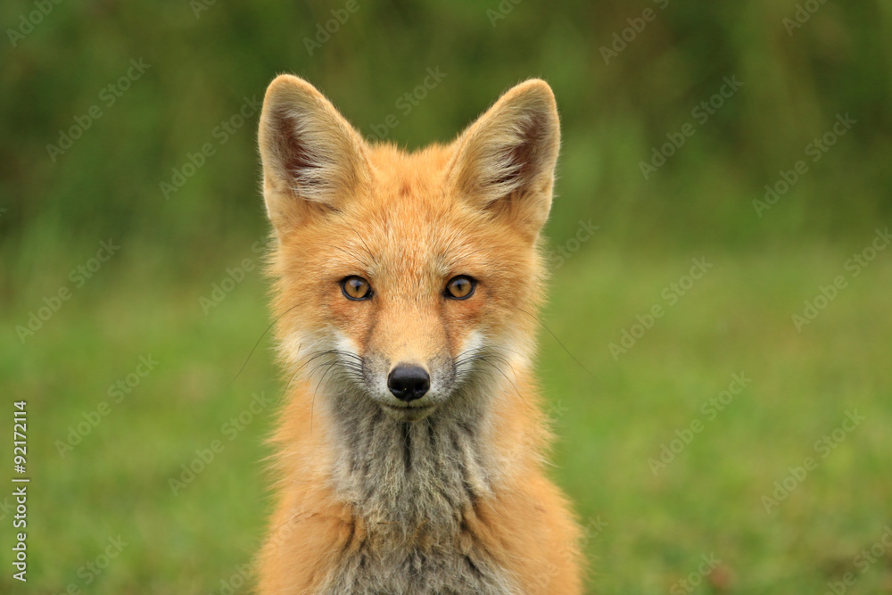 Red Fox Kit Head Portrait, PEI, Canada - obrazy, fototapety, plakaty 
