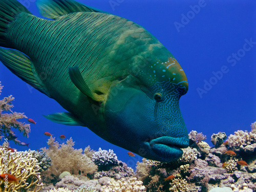 Photography napoleon fish
