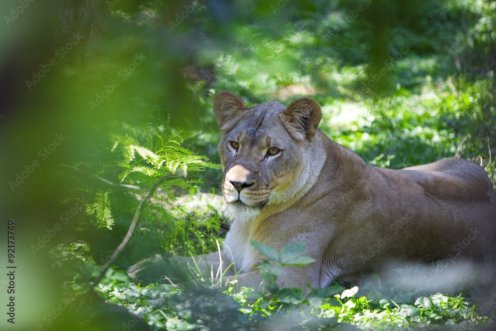Obraz premium Lioness in the Jungle
