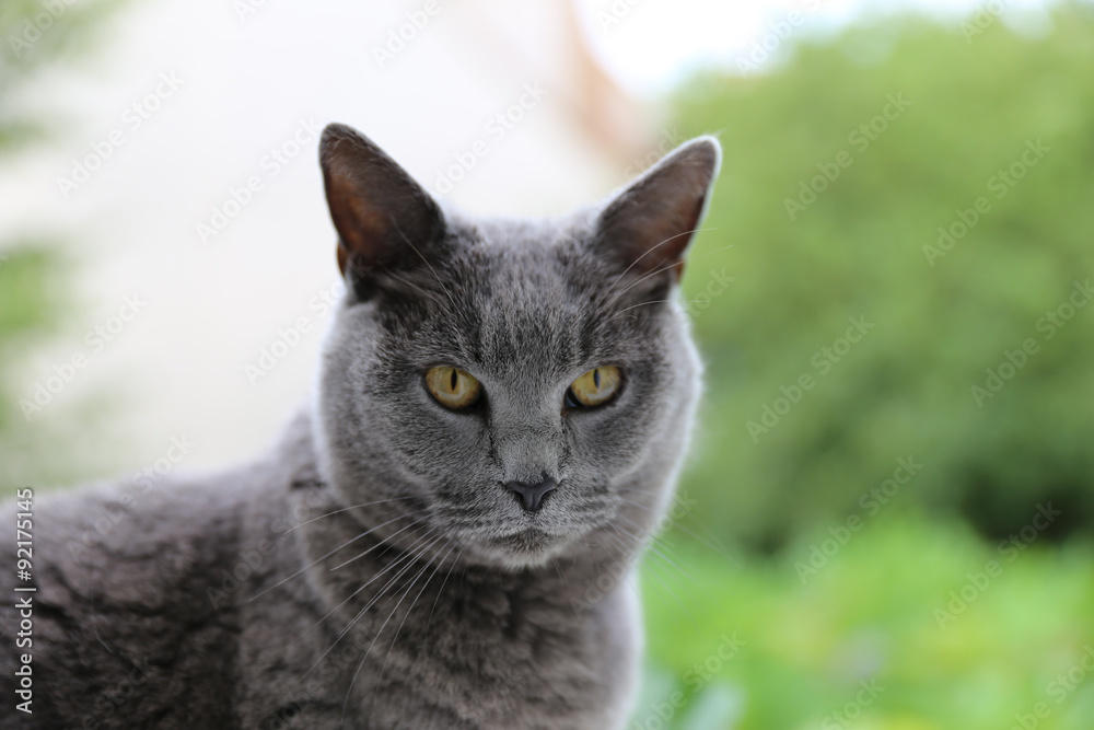 Le chartreux Le chartreux