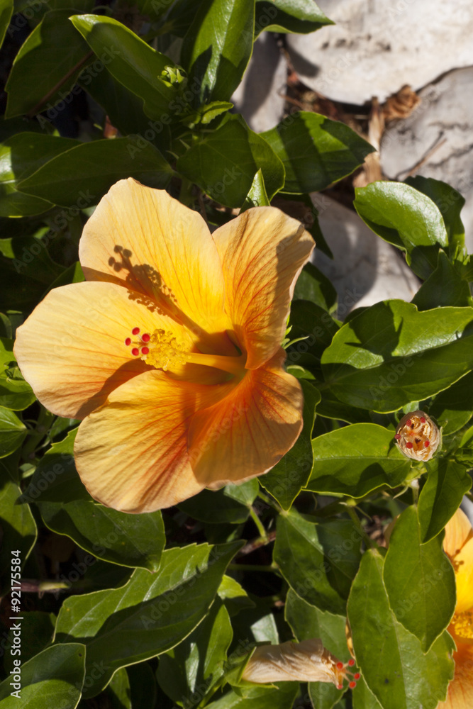 Hibiscus Flower