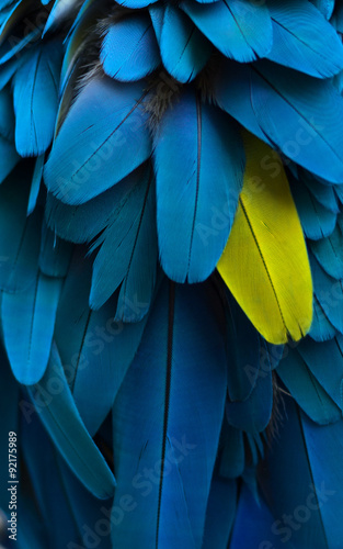 szczególne pióra papugi