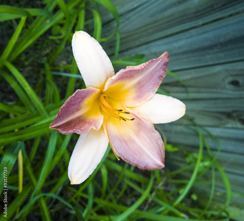 Day Lily Day Lily